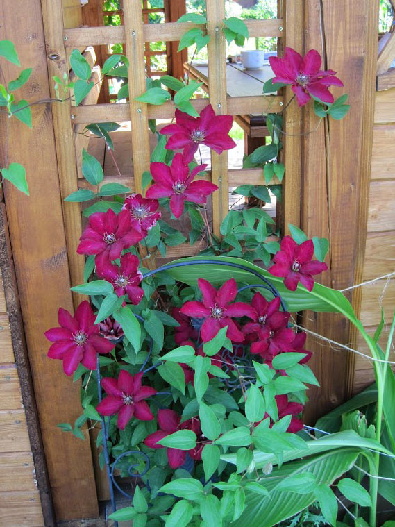 Powojnik Clematis Solidarność C2 E