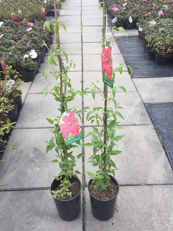 Powojnik Clematis Solidarność C2 E