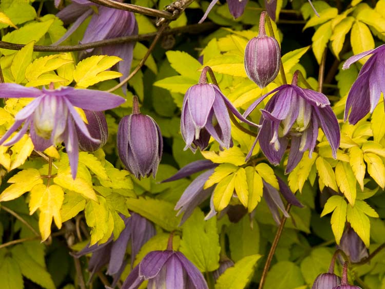 Powojnik Clematis Stolwijk Gold ® C2 E