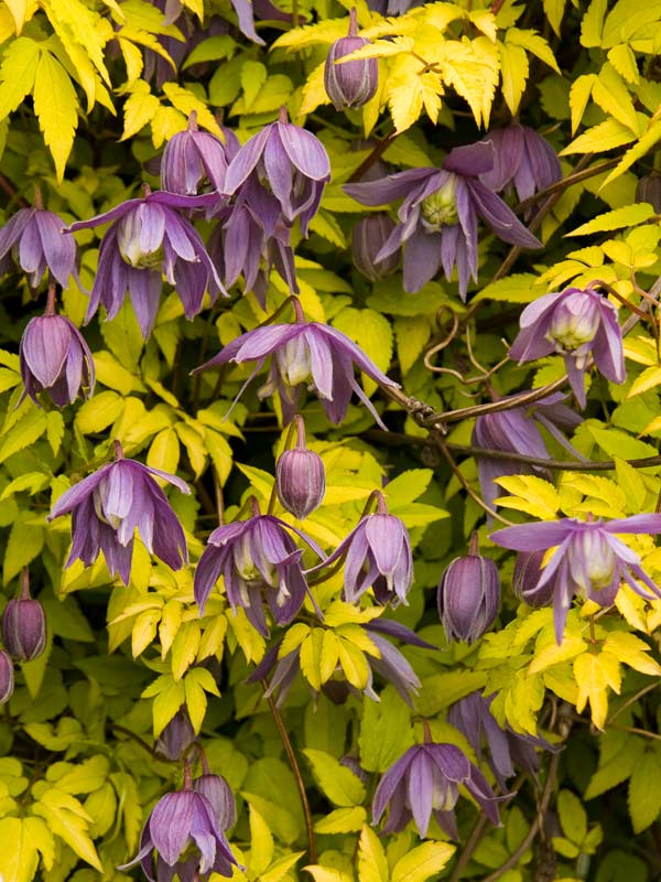Powojnik Clematis Stolwijk Gold ® C2 E