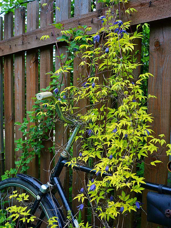 Powojnik Clematis Stolwijk Gold ® C2 E