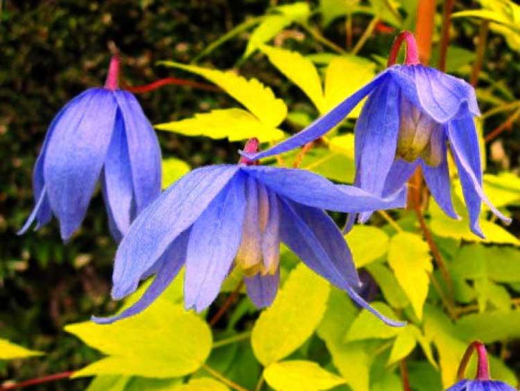 Powojnik Clematis Stolwijk Gold ® C2 E