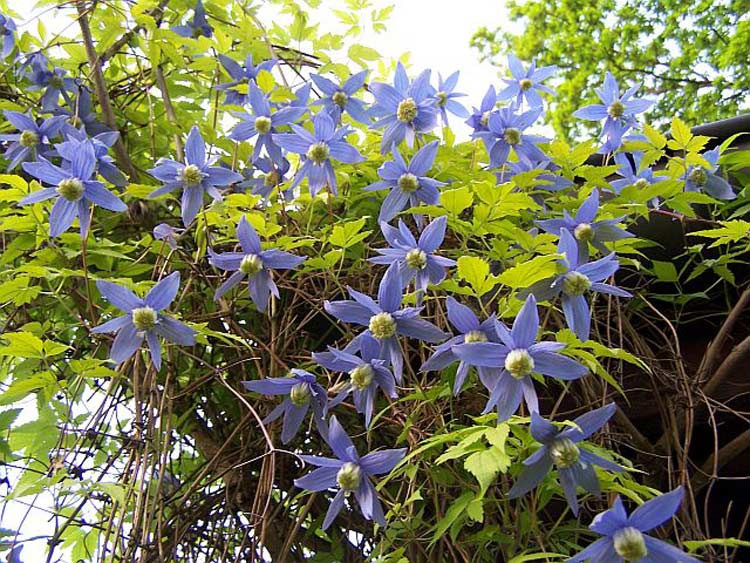 Powojnik Clematis Stolwijk Gold ® C2 E