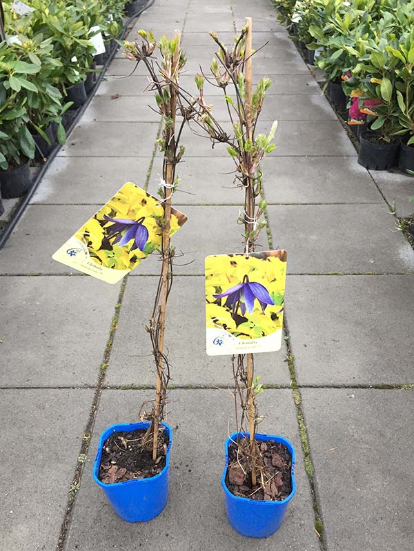 Powojnik Clematis Stolwijk Gold ® C2 E