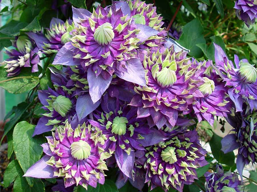 Powojnik Clematis Taiga ® C2 E