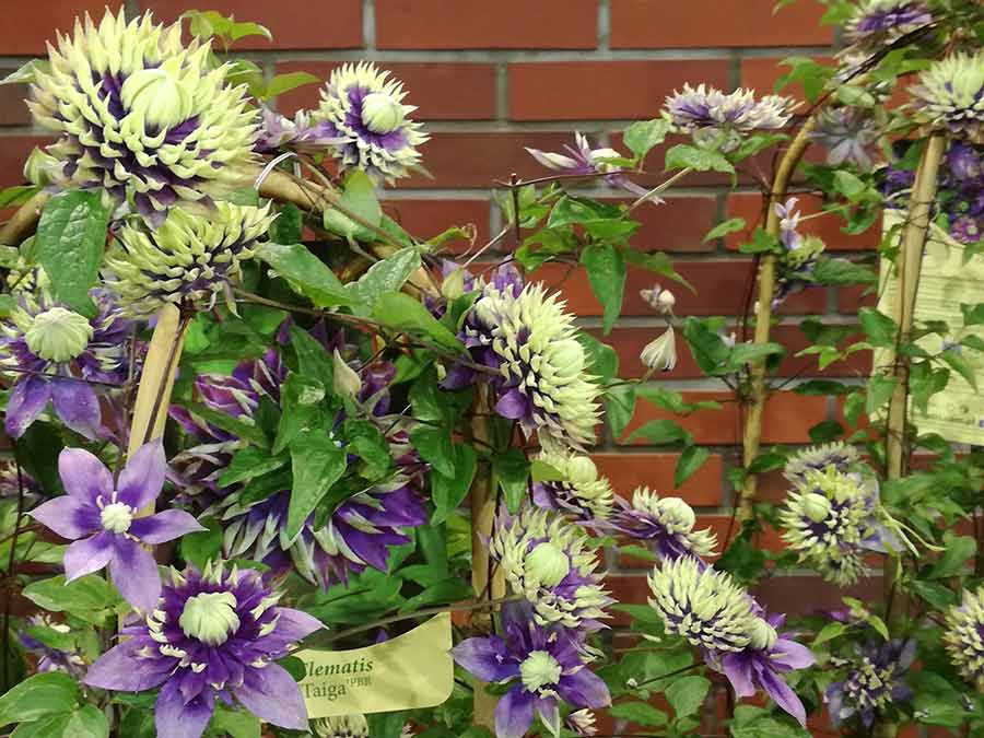 Powojnik Clematis Taiga ® C2 E