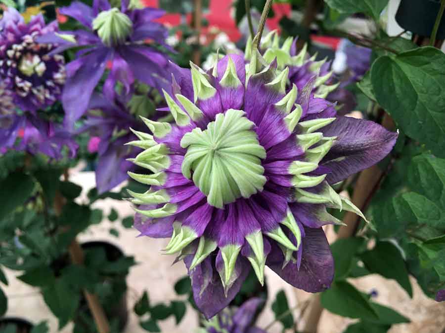 Powojnik Clematis Taiga ® C2 E