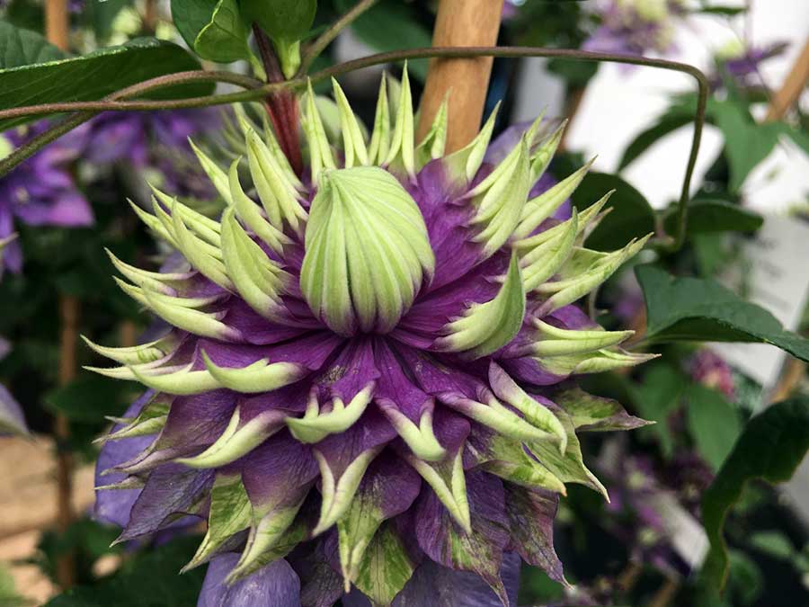 Powojnik Clematis Taiga ® C2 E