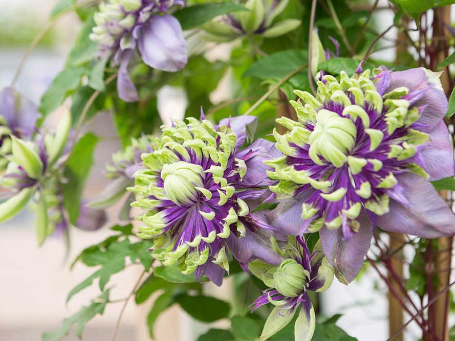 Powojnik Clematis Taiga ® C2 E