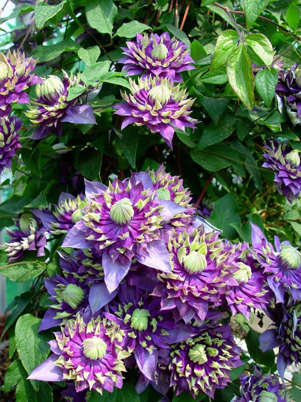 Powojnik Clematis Taiga ® C2 E