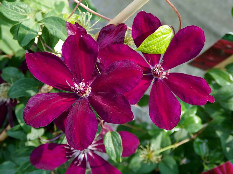 Powojnik Clematis Westerplatte C2 E