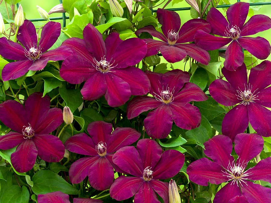Powojnik Clematis Westerplatte C2 E