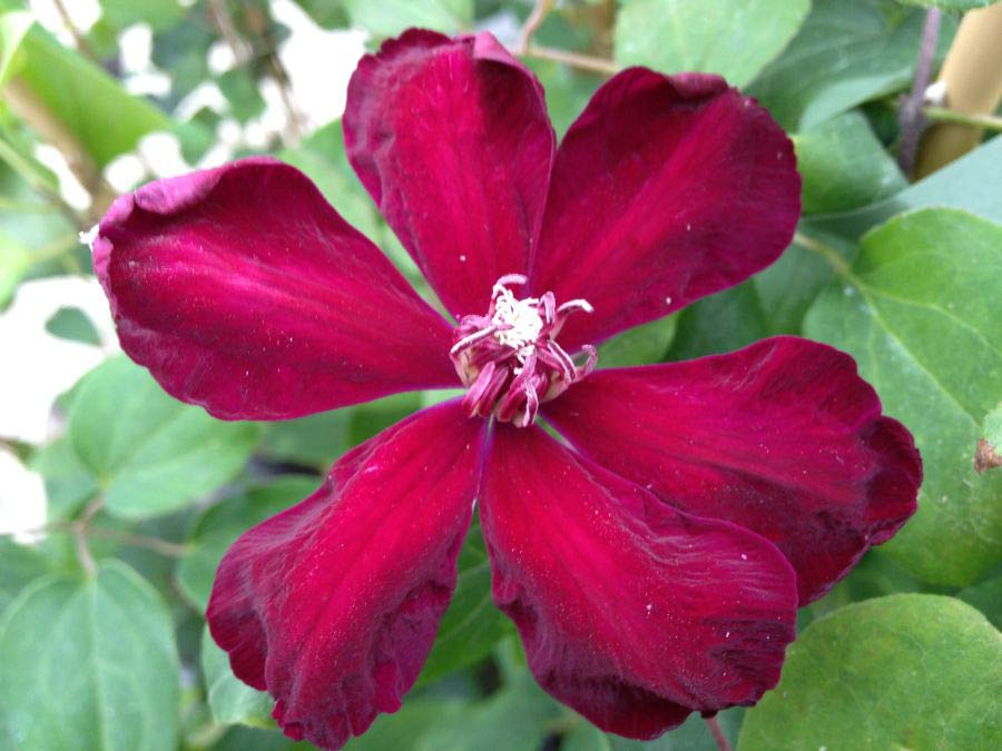 Powojnik Clematis Westerplatte C2 E