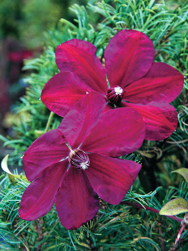 Powojnik Clematis Westerplatte C2 E