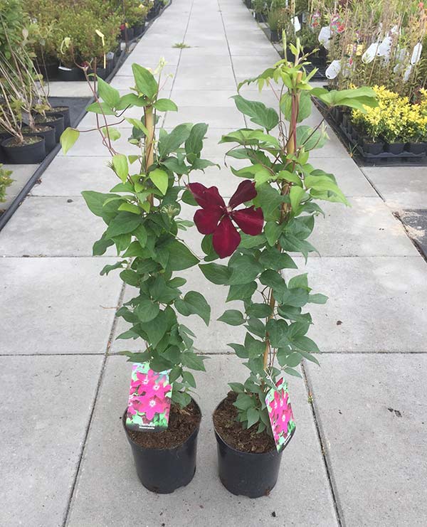 Powojnik Clematis Westerplatte C2 E