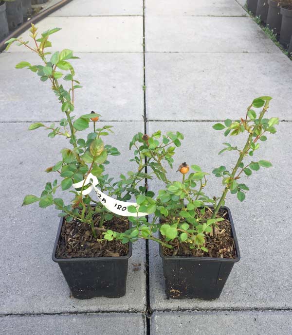 Róża czerwona FAIRY DANCE Harward