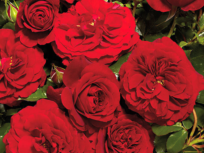 Róża Farruca Courtyard ® PNĄCA CZERWONA C4