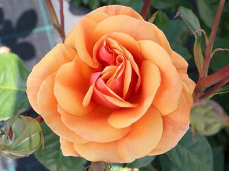 Róża Luberon National Parks C4 E