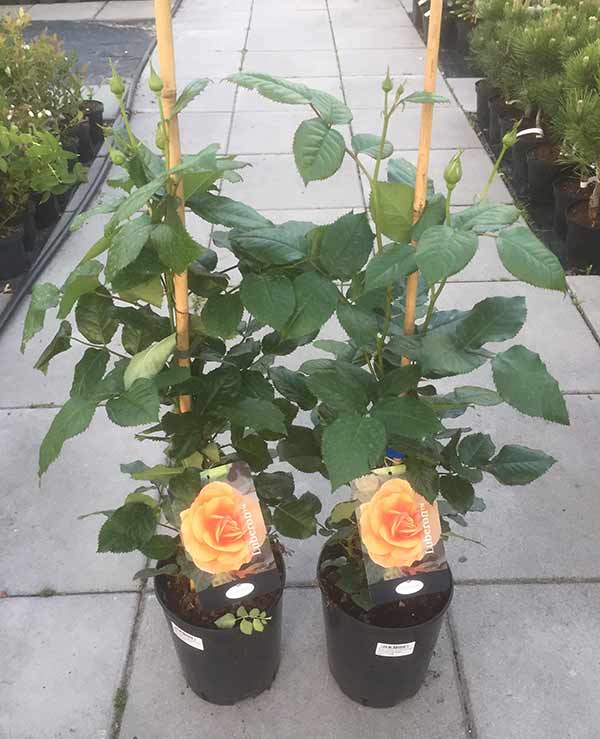 Róża Luberon National Parks C4 E