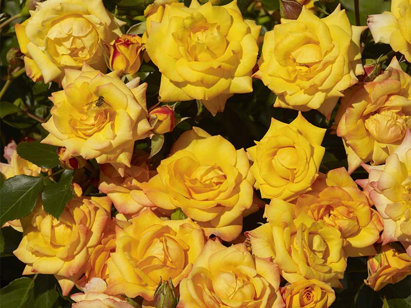 Róża Mapale Courtyard C4 E