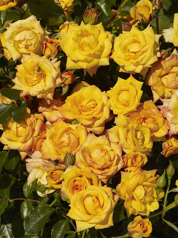 Róża Mapale Courtyard C4 E