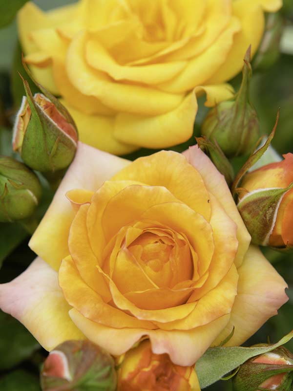 Róża Mapale Courtyard C4 E