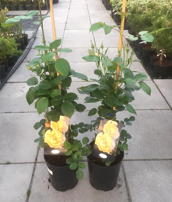 Róża Mapale Courtyard C4 E