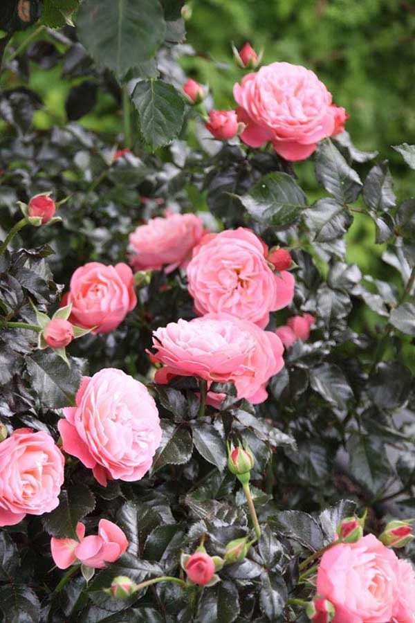 Róża Segovia Castle ® C4