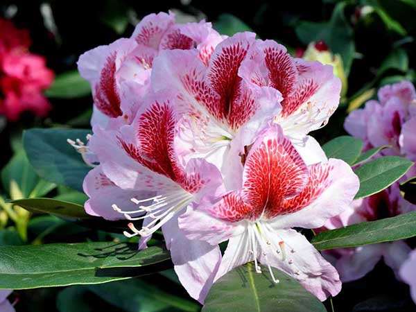 Różanecznik Belami C3 E