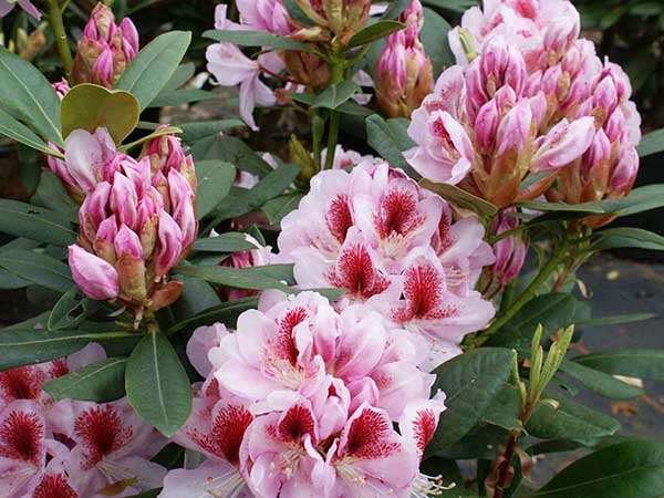 Różanecznik Belami C3 E