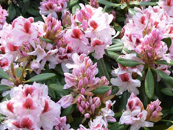 Różanecznik Belami C3 E