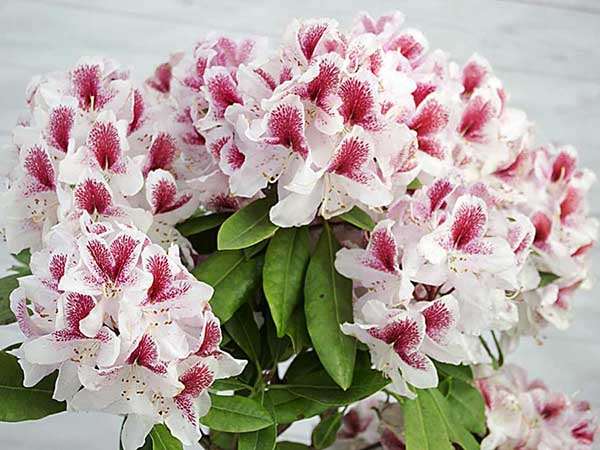 Różanecznik Belami C3 E