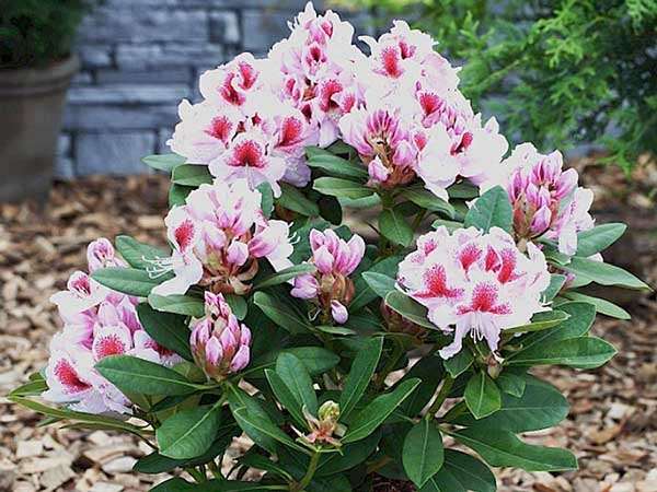 Różanecznik Belami C3 E