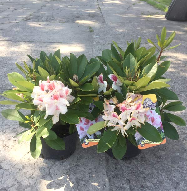 Różanecznik Belami C3 E