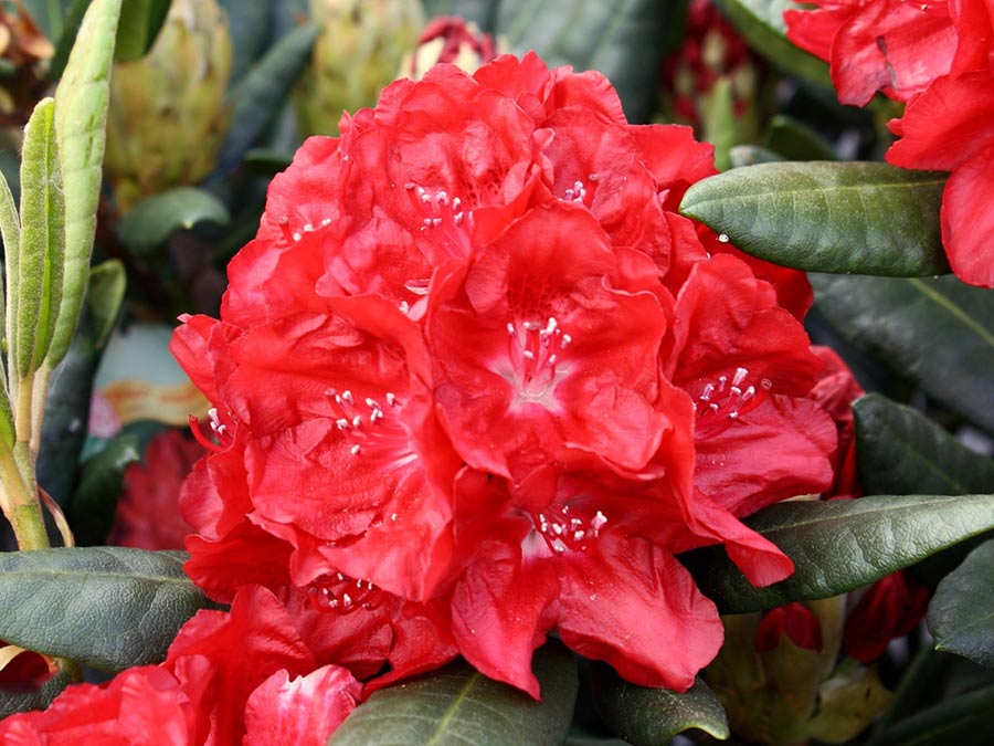 Różanecznik Busuki C3 E