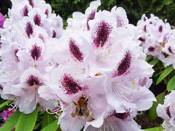 Różanecznik Calsap C3 E