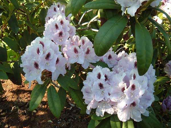 Różanecznik Calsap C3 E