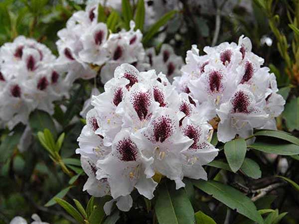 Różanecznik Calsap C3 E