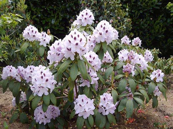 Różanecznik Calsap C3 E