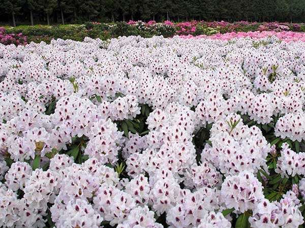 Różanecznik Calsap C3 E