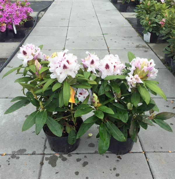 Różanecznik Calsap C3 E