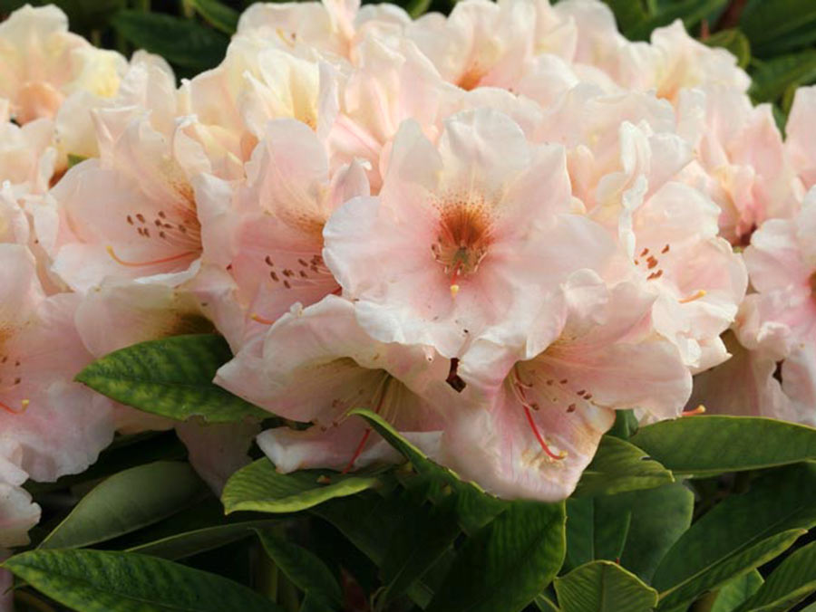 Różanecznik Golden Melody C3 E