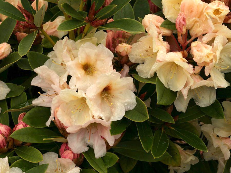 Różanecznik Golden Melody C3 E