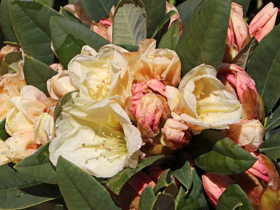 Różanecznik Golden Melody C3 E