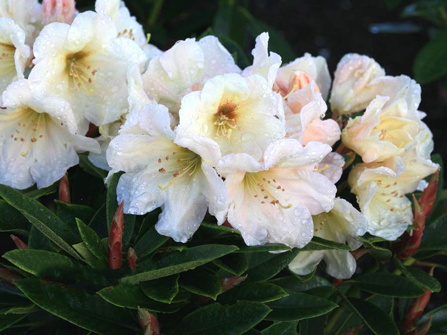 Różanecznik Golden Melody C3 E