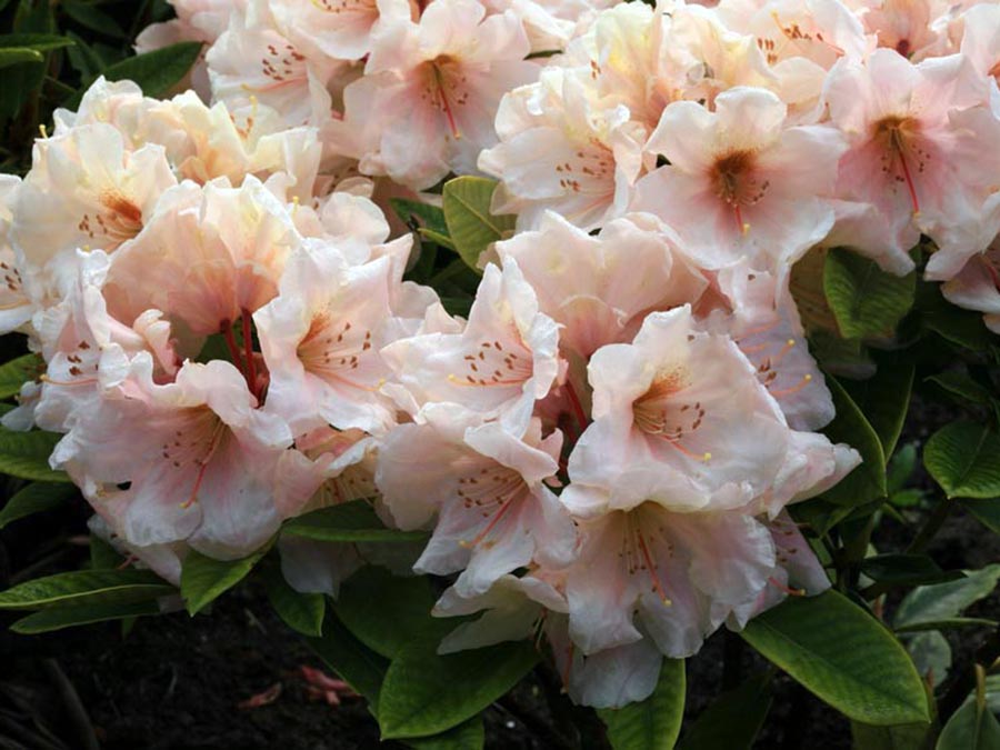 Różanecznik Golden Melody C3 E