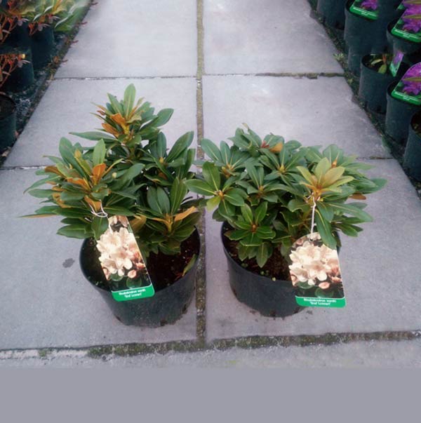 Różanecznik Golden Melody C3 E