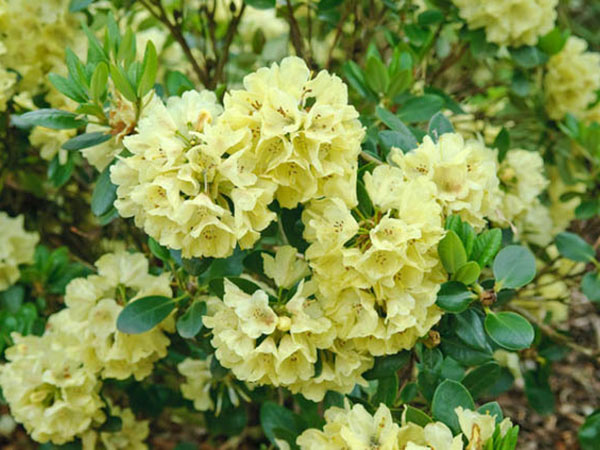 Różanecznik Goldkrone C3 E