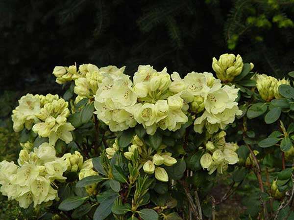 Różanecznik Goldkrone C3 E