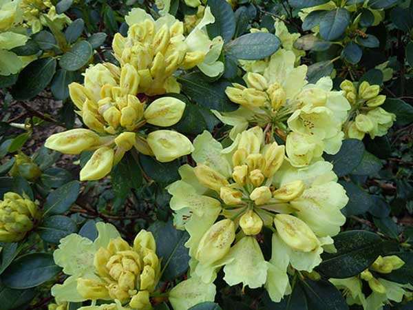 Różanecznik Goldkrone C3 E